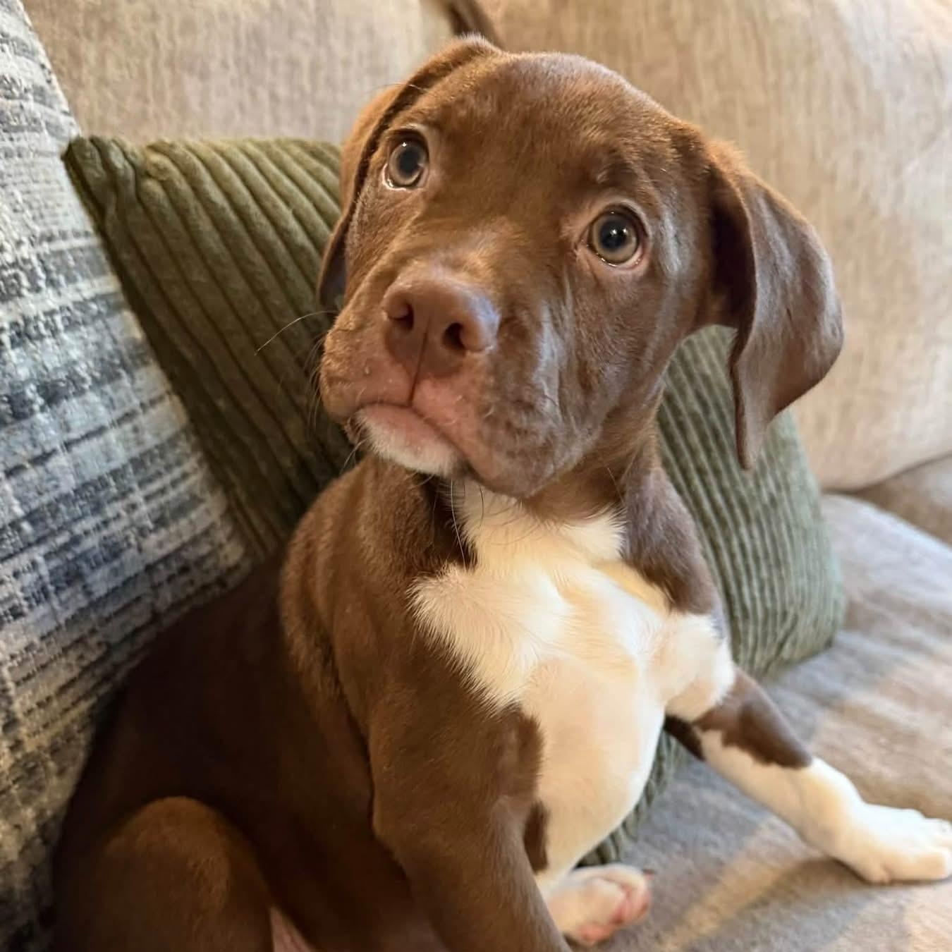 Enlarge Cappuccino, a Adoptable Mixed Breed in Yaphank, NY image 3/6
