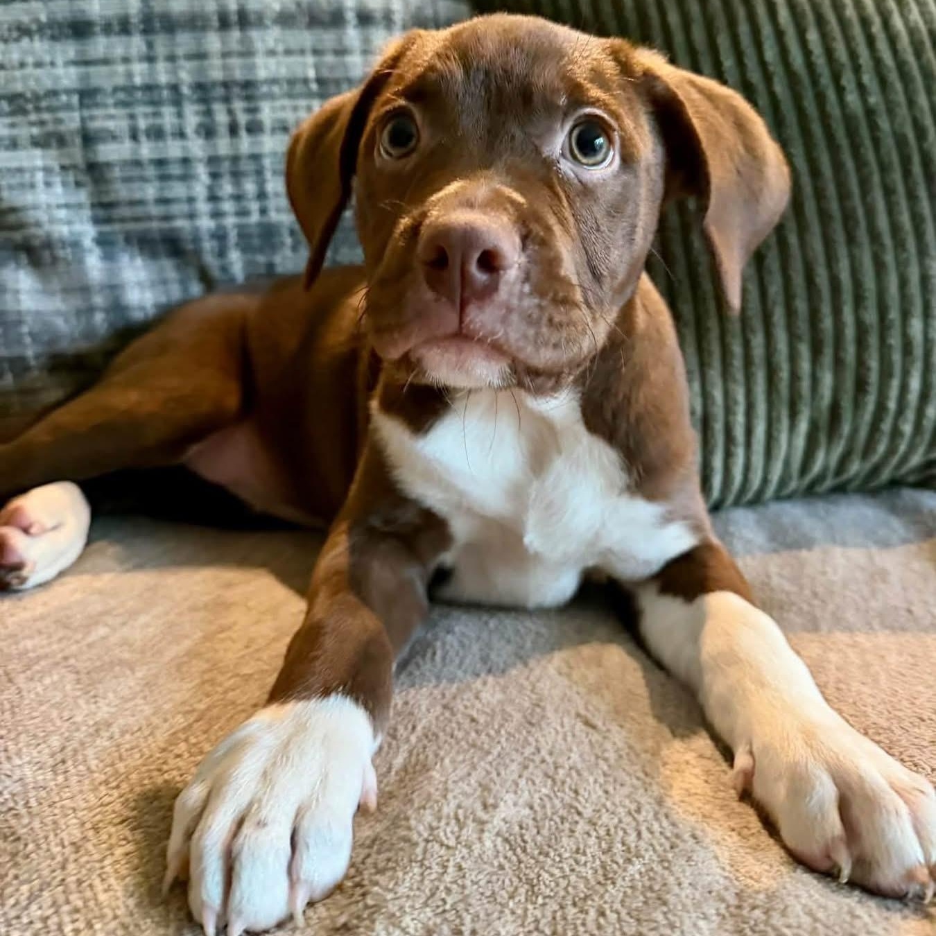 Cappuccino, Adoptable, Puppy Female Mixed Breed.
