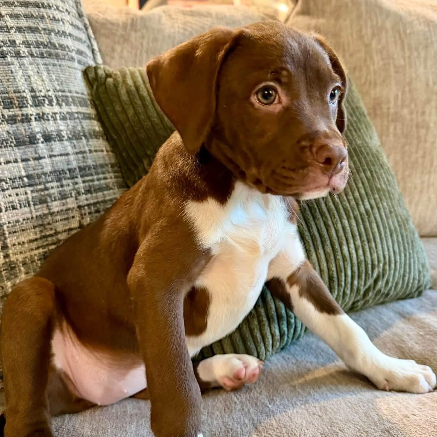 Enlarge Cappuccino, a Adoptable Mixed Breed in Yaphank, NY image 6/6
