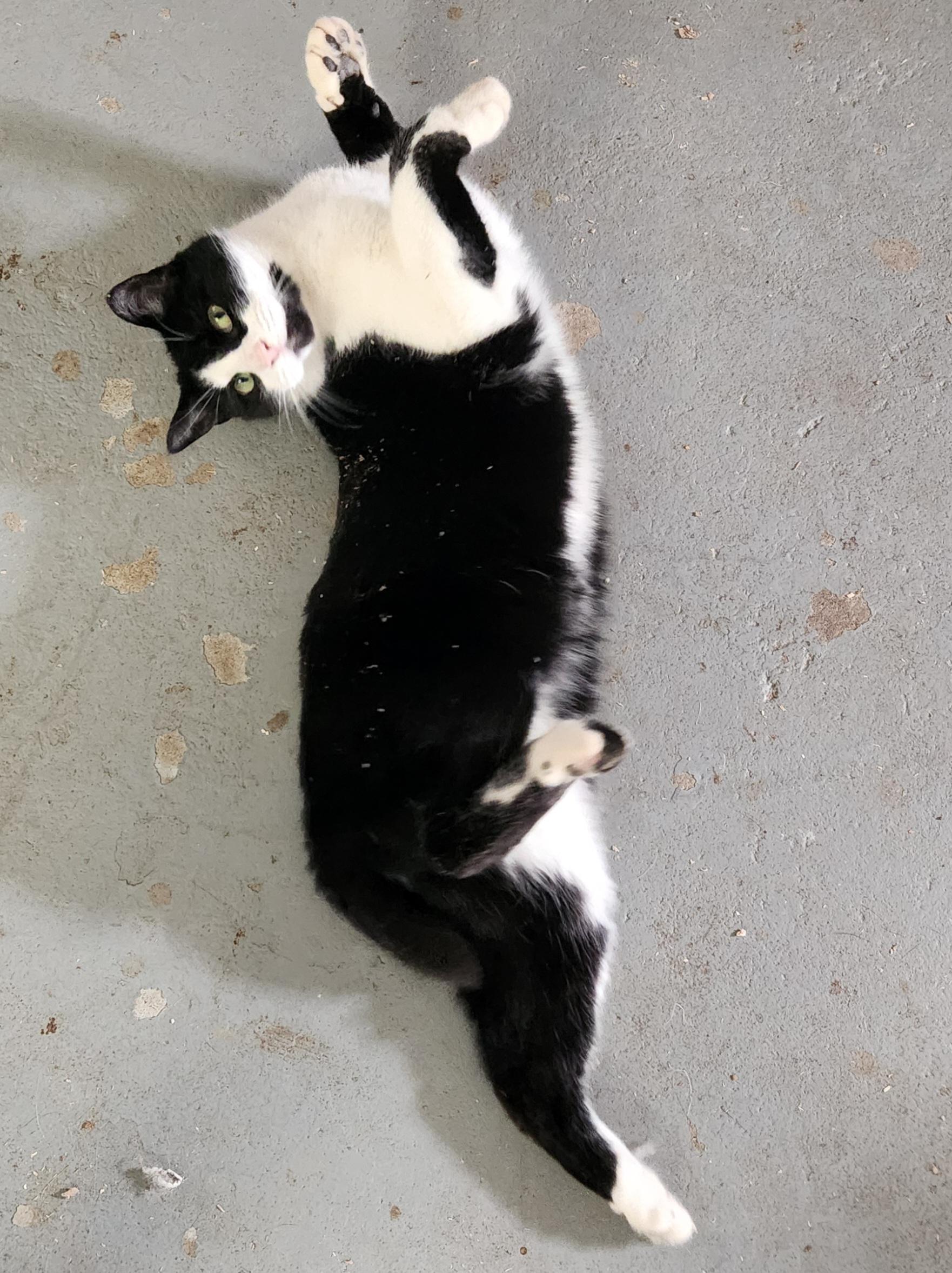 Armani & Minnie, a Adoptable Domestic Short Hair in Mansfield Center, CT image 4/4