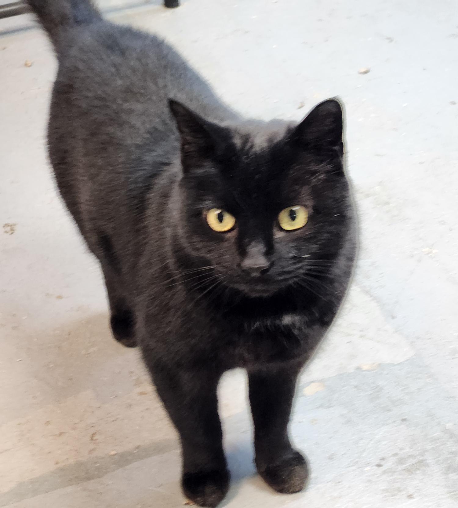 Armani & Minnie, a Adoptable Domestic Short Hair in Mansfield Center, CT image 3/4