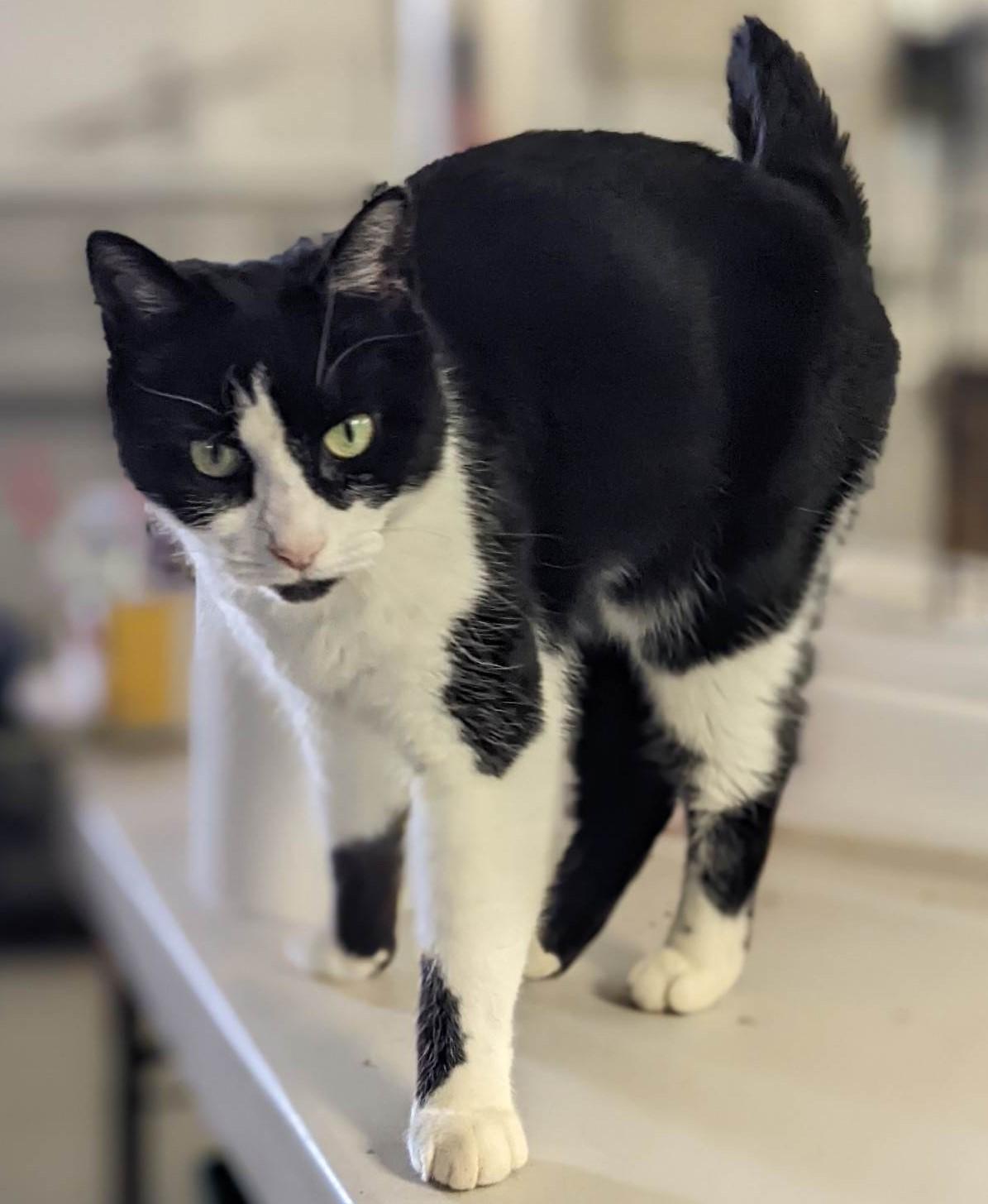Armani & Minnie, a Adoptable Domestic Short Hair in Mansfield Center, CT image 1/4