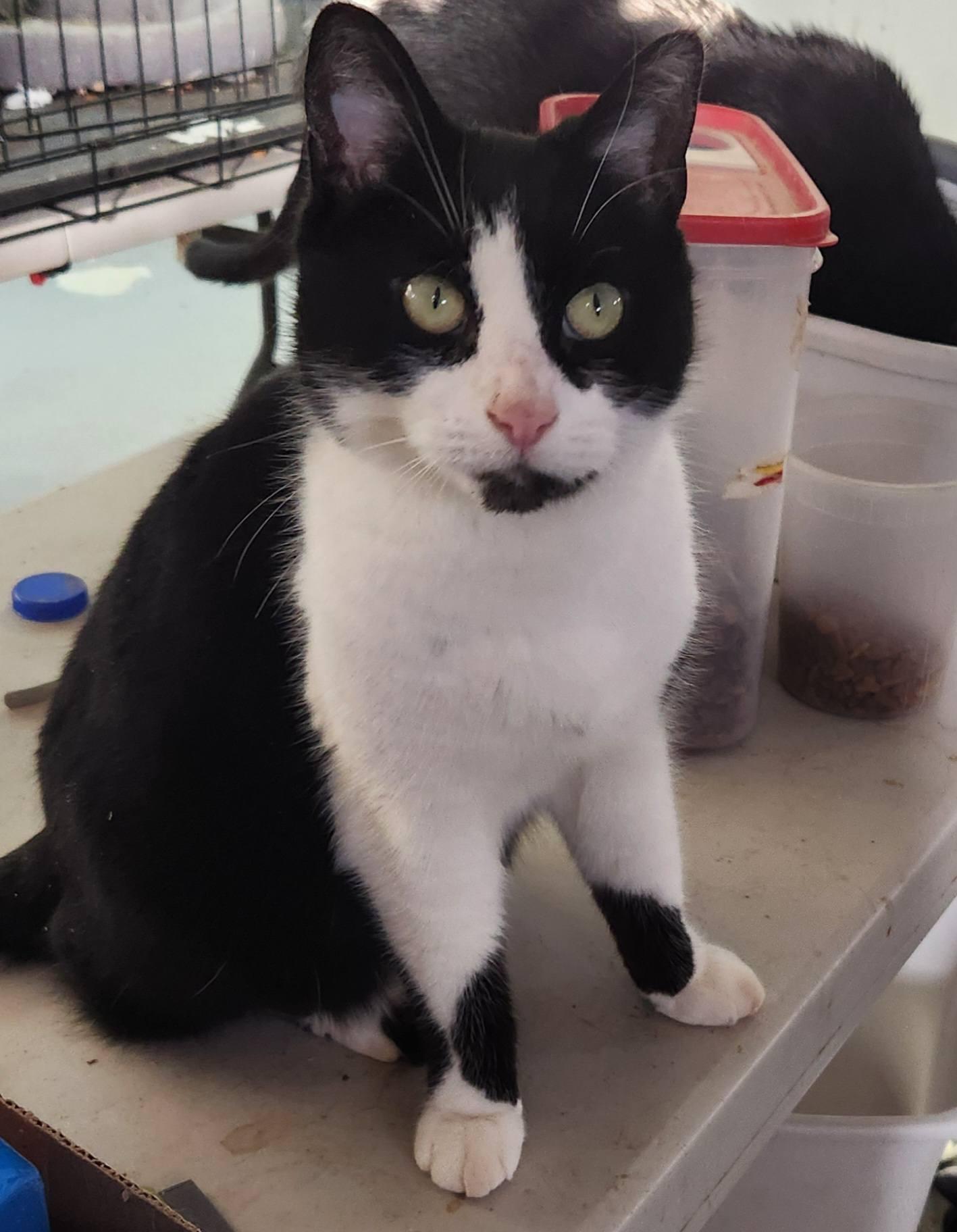 Armani & Minnie, a Adoptable Domestic Short Hair in Mansfield Center, CT image 2/4