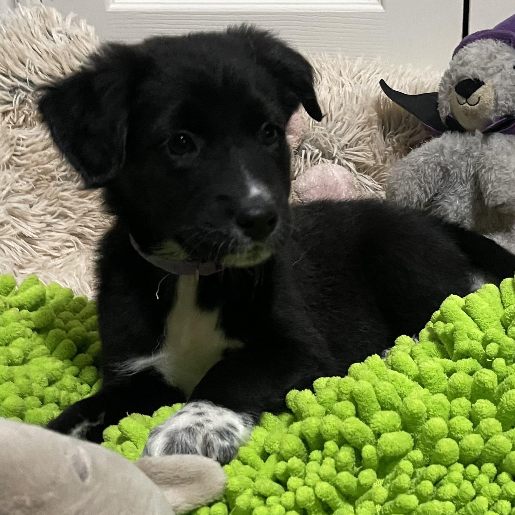 Tambourine thumbnail 3