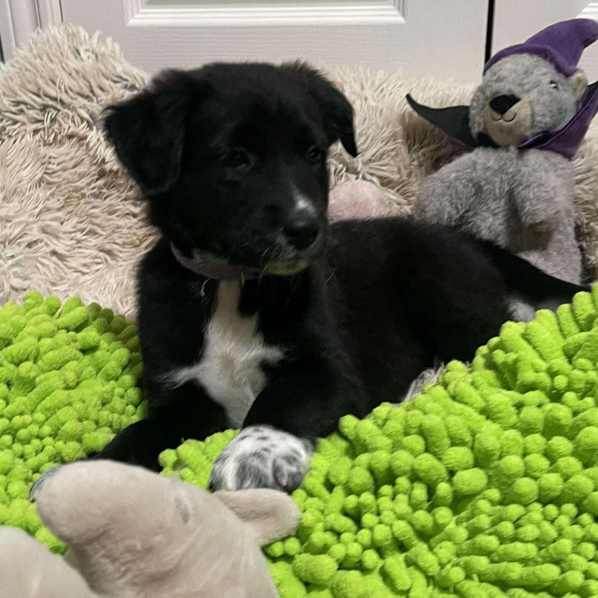 Tambourine thumbnail 4