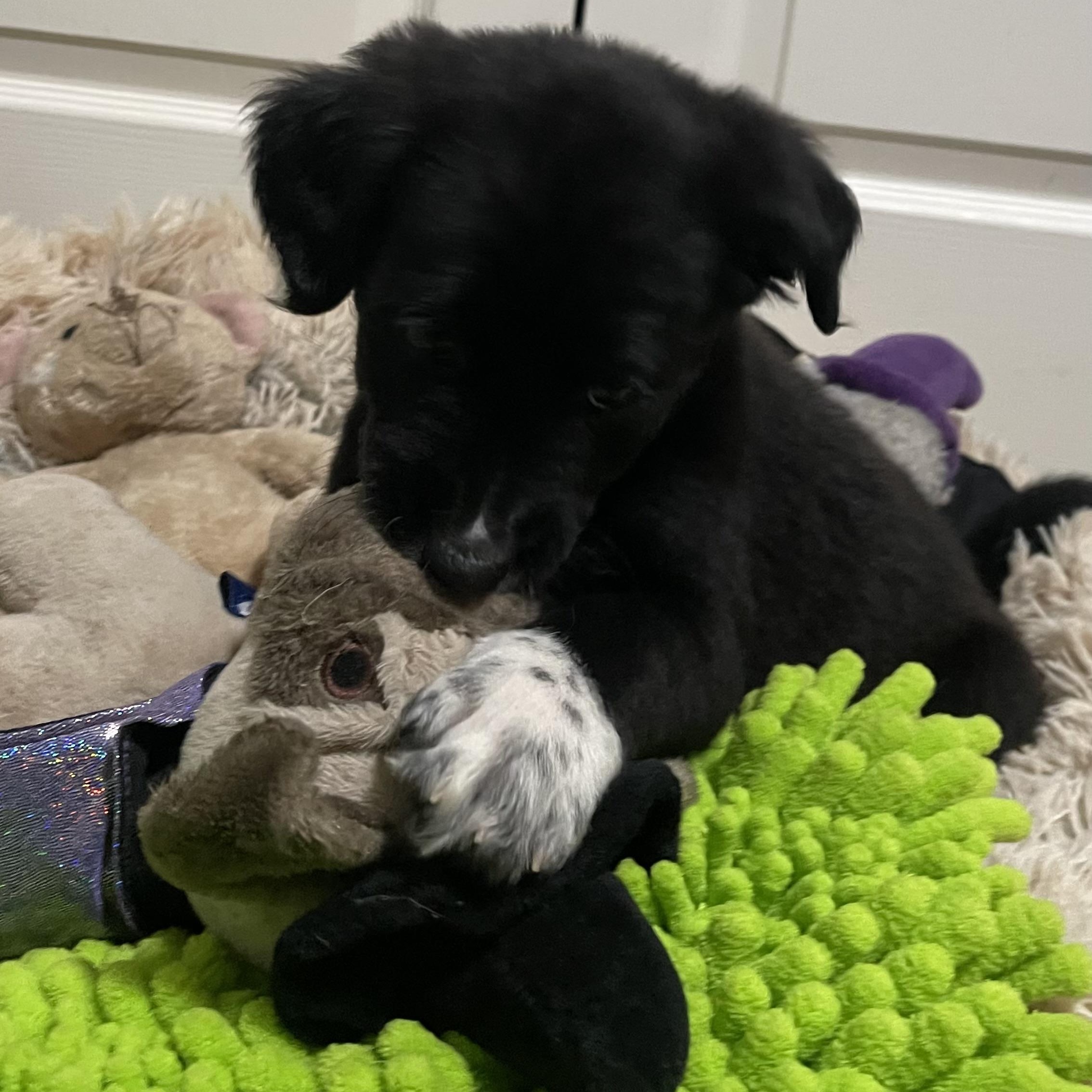 Tambourine thumbnail 5