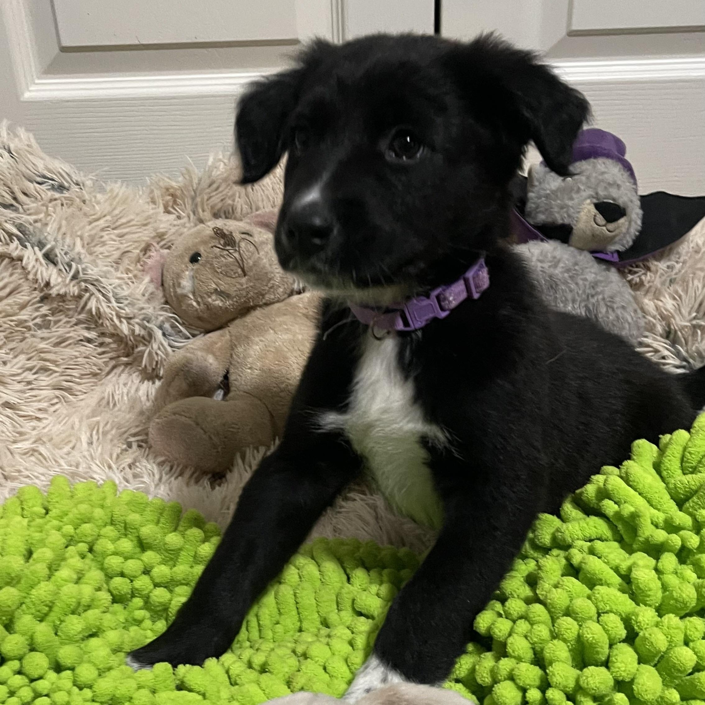 Tambourine thumbnail 6