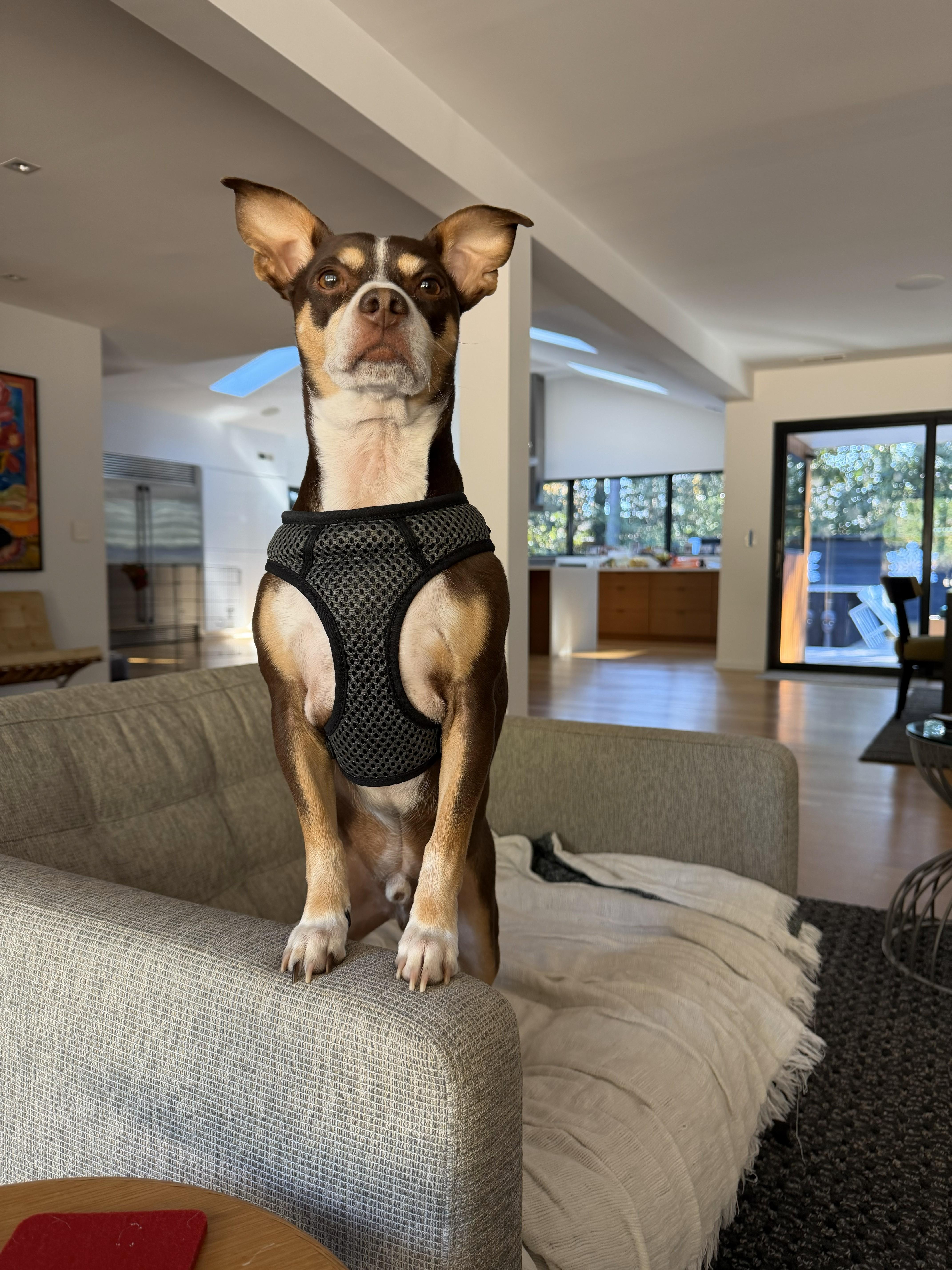 Max - IN FOSTER HOME - AVAILABLE TO ADOPT, an adopted mixed breed in Clayton, NC image 5/6