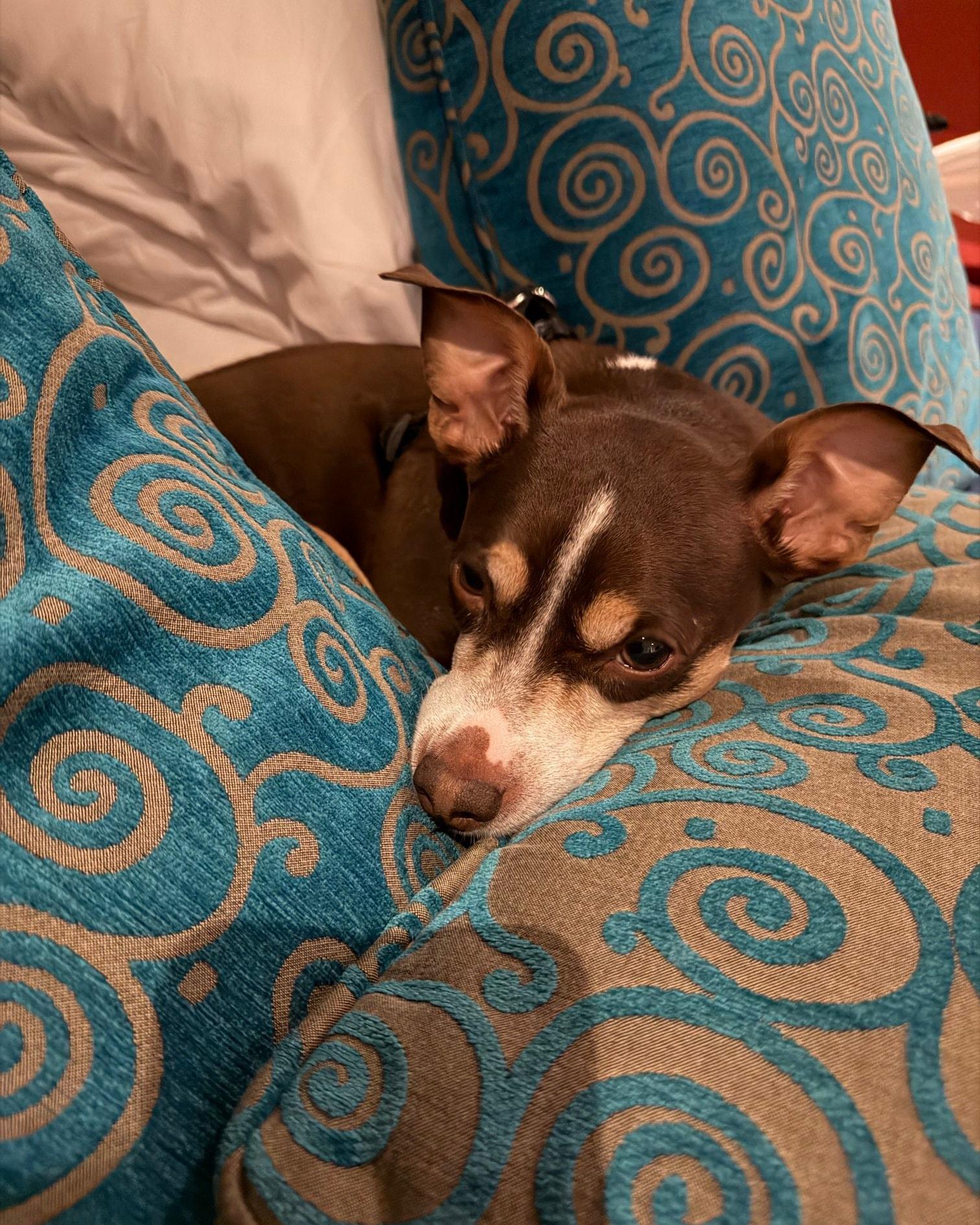 Max - IN FOSTER HOME - AVAILABLE TO ADOPT, an adopted mixed breed in Clayton, NC image 4/6