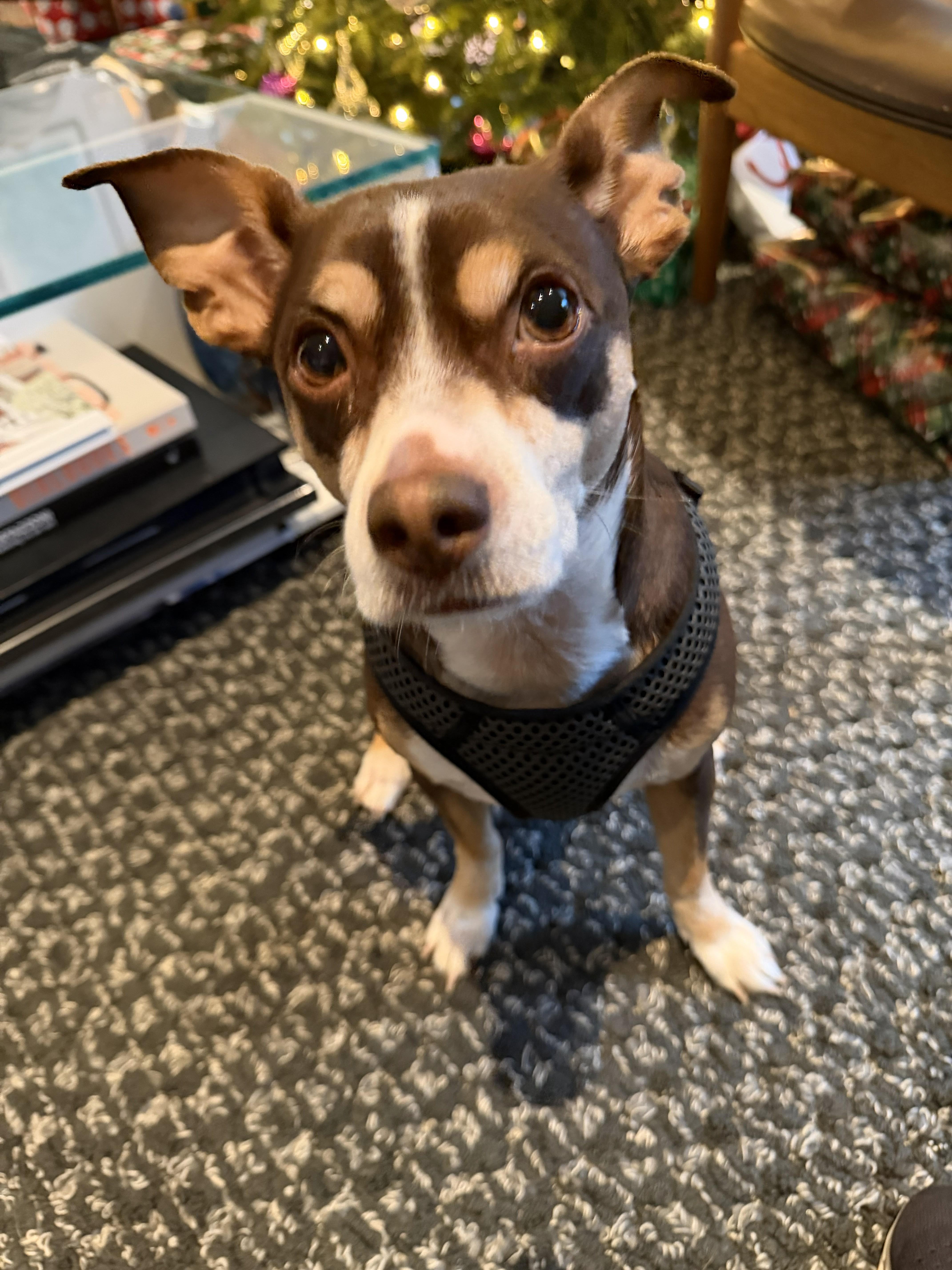 Max - IN FOSTER HOME - AVAILABLE TO ADOPT, an adopted mixed breed in Clayton, NC image 1/6