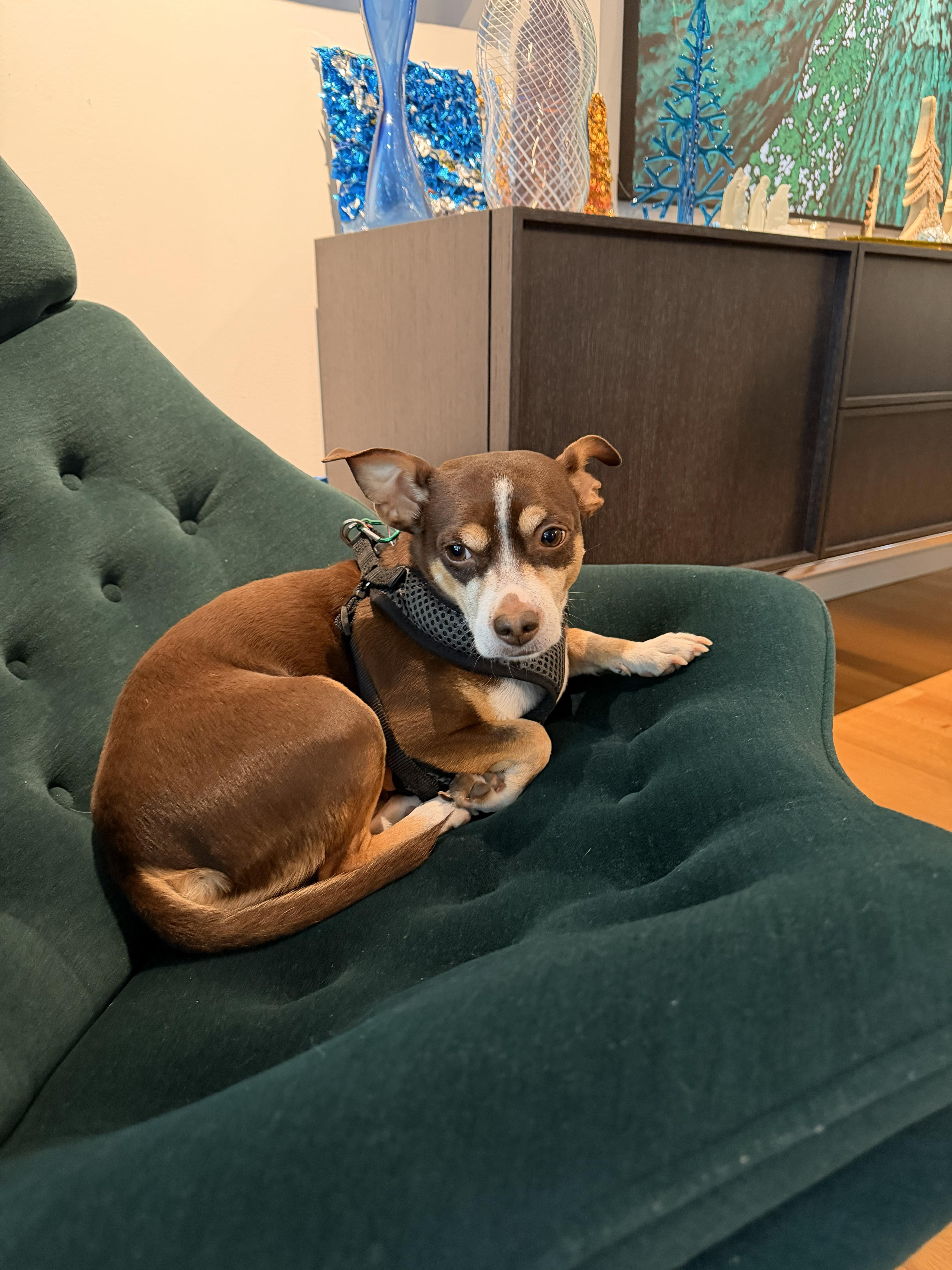 Max - IN FOSTER HOME - AVAILABLE TO ADOPT, an adopted mixed breed in Clayton, NC image 6/6