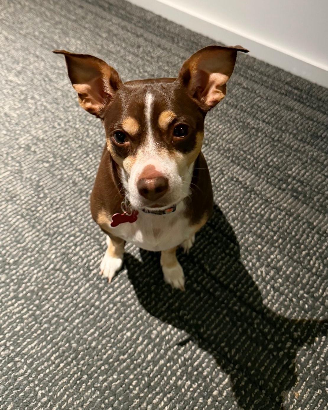 Max - IN FOSTER HOME - AVAILABLE TO ADOPT, an adopted mixed breed in Clayton, NC image 3/6