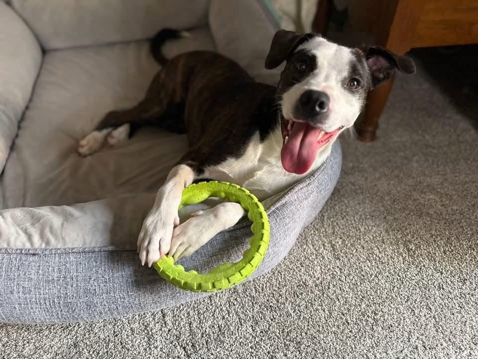Dundee, ADOPTABLE, Young Male Terrier.