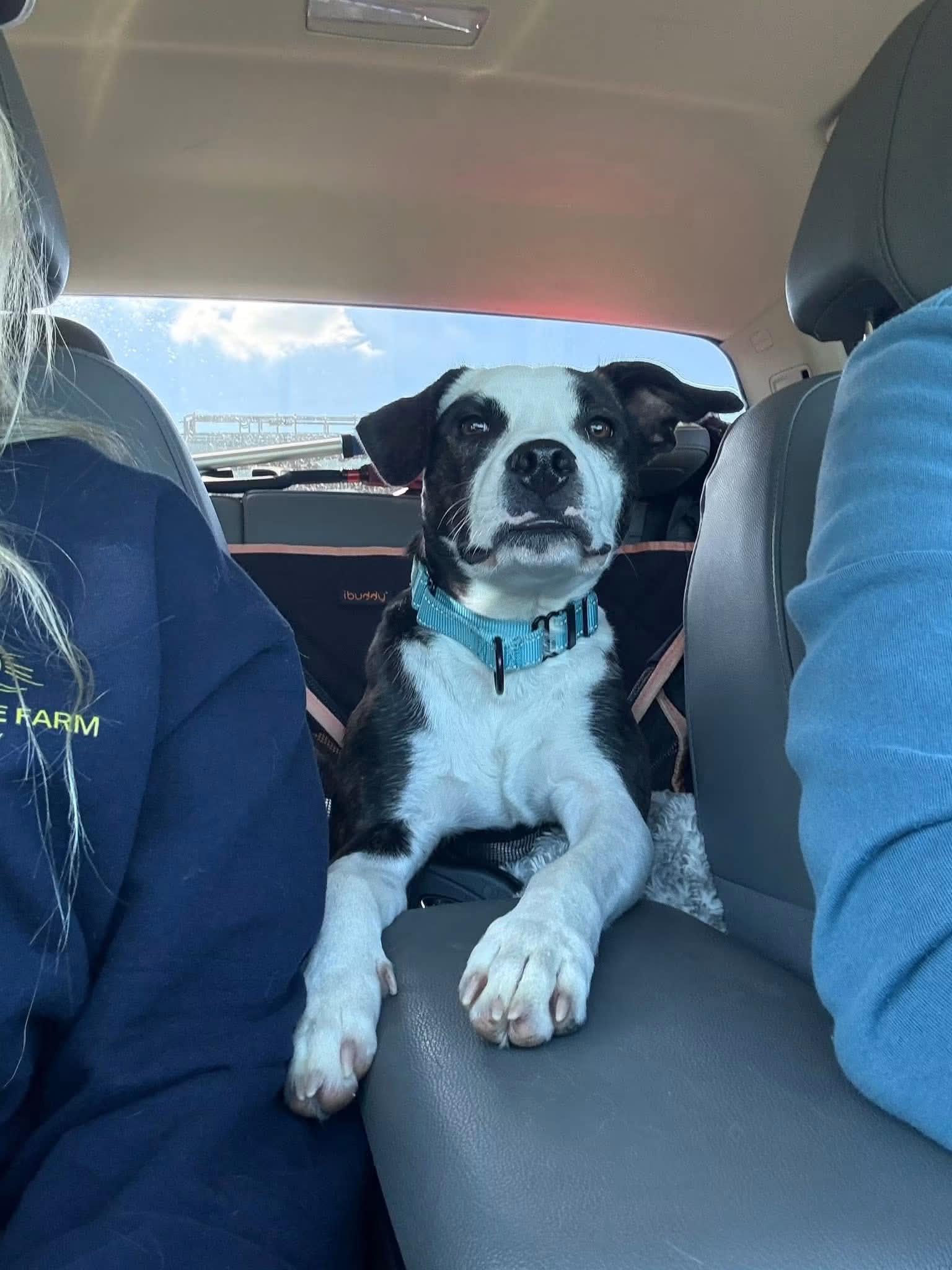 Enlarge Dundee, a ADOPTABLE mixed breed in Salamanca, NY image 3/3