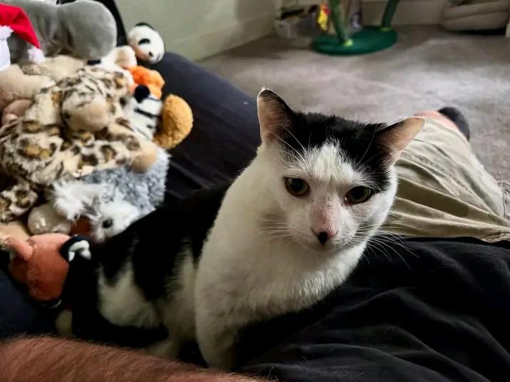 Bonsai, a Adoptable Domestic Short Hair in Springfield, PA image 1/3