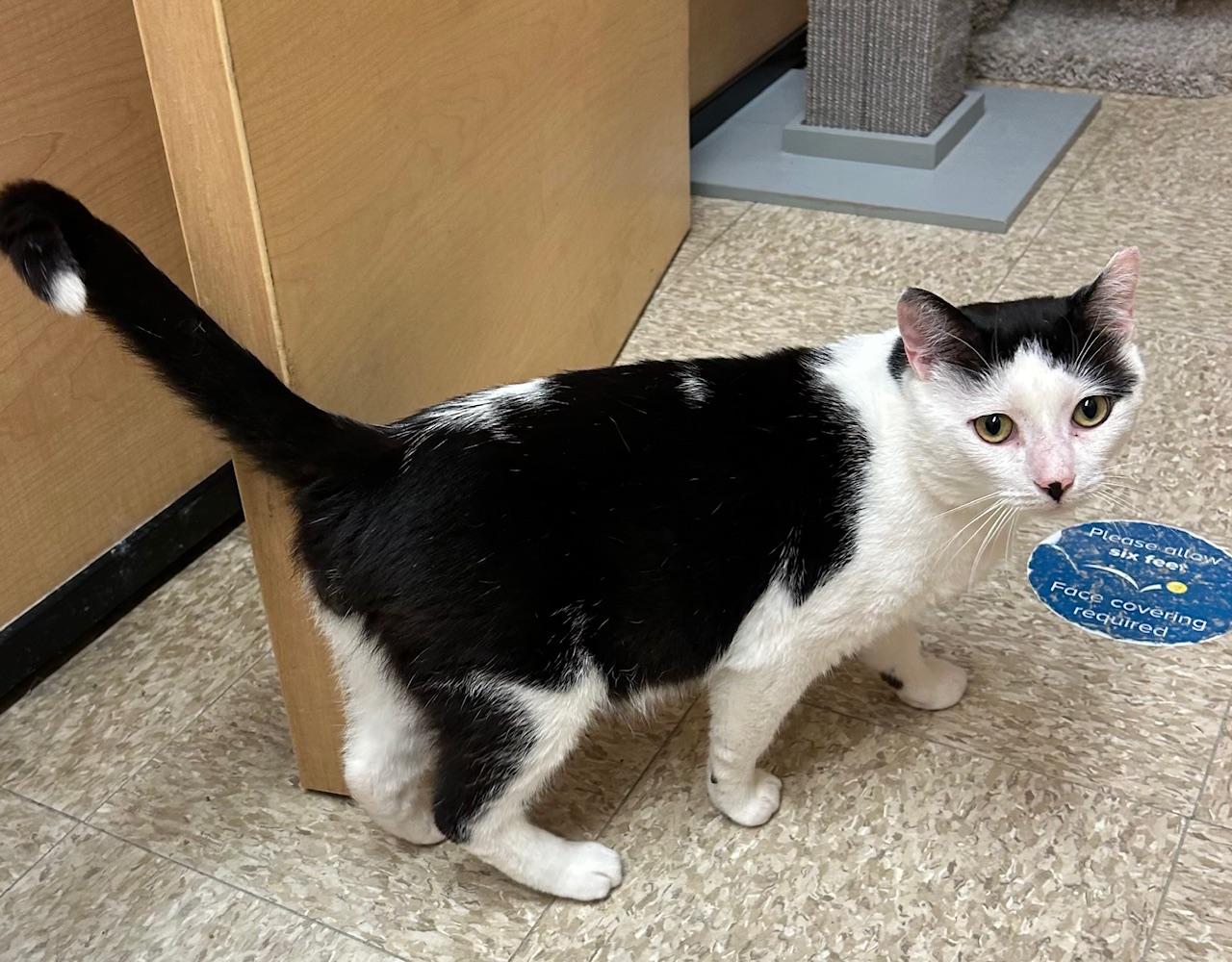 Bonsai, a Adoptable Domestic Short Hair in Springfield, PA image 2/3