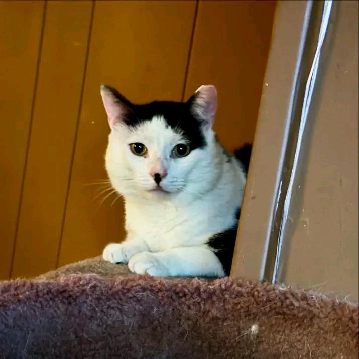 Bonsai, a Adoptable Domestic Short Hair in Springfield, PA image 3/3