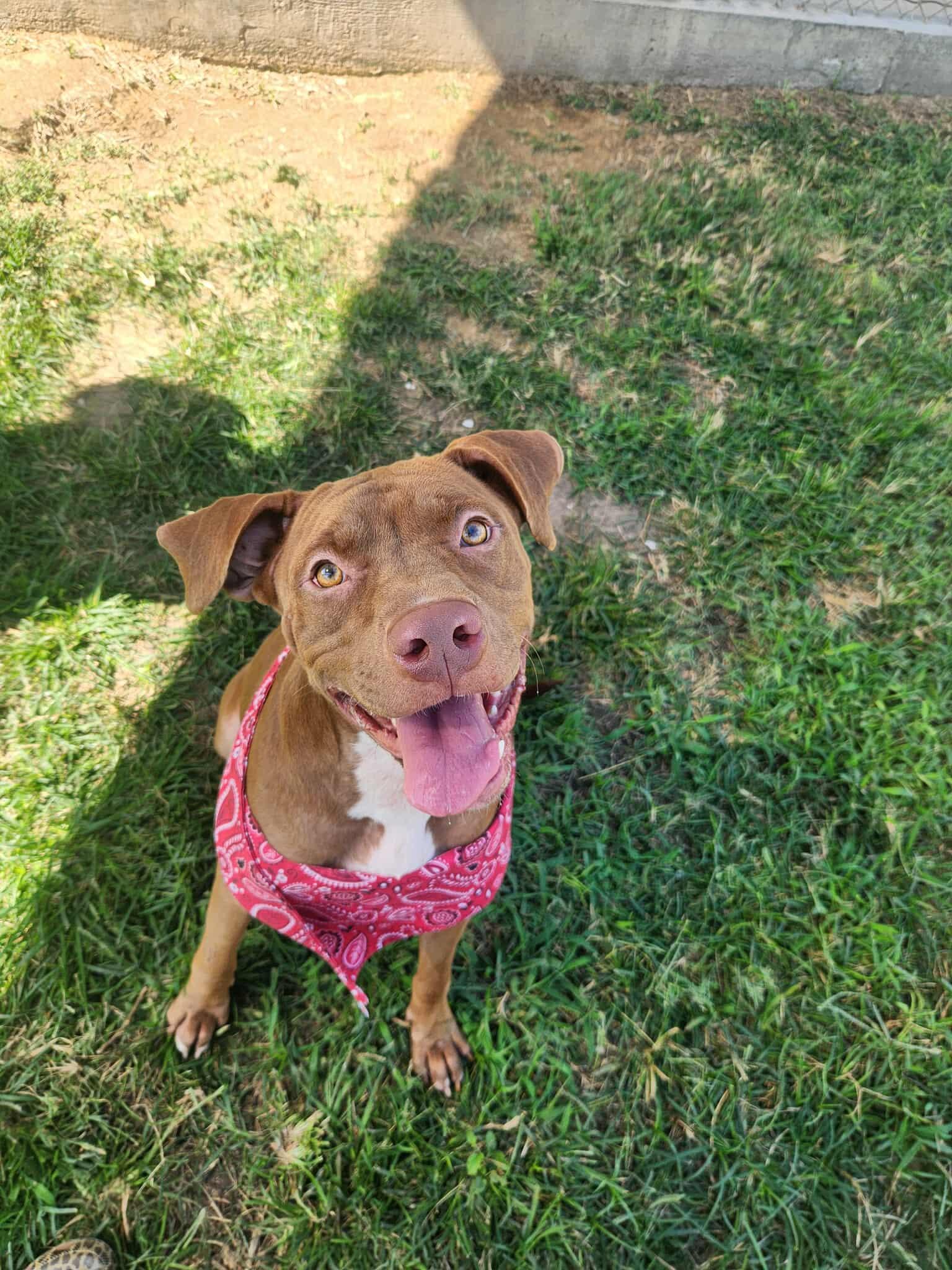 Autumn **Courtesy Post. Out of town pet. See below for details**