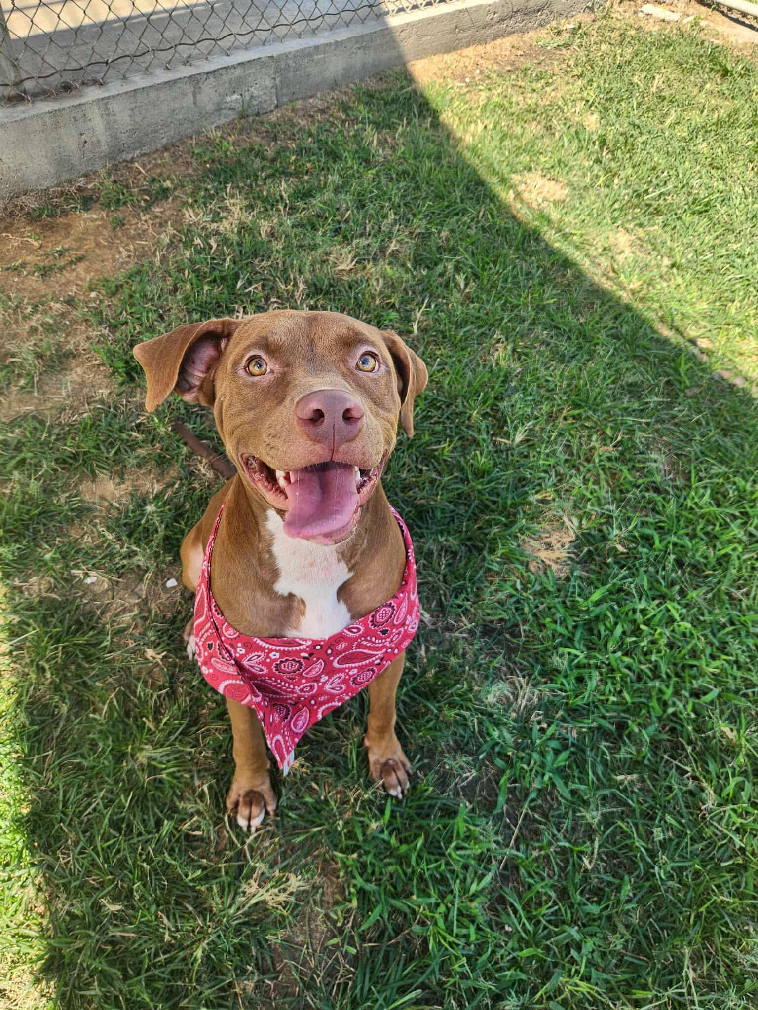 Autumn **Courtesy Post. Out of town pet. See below for details**