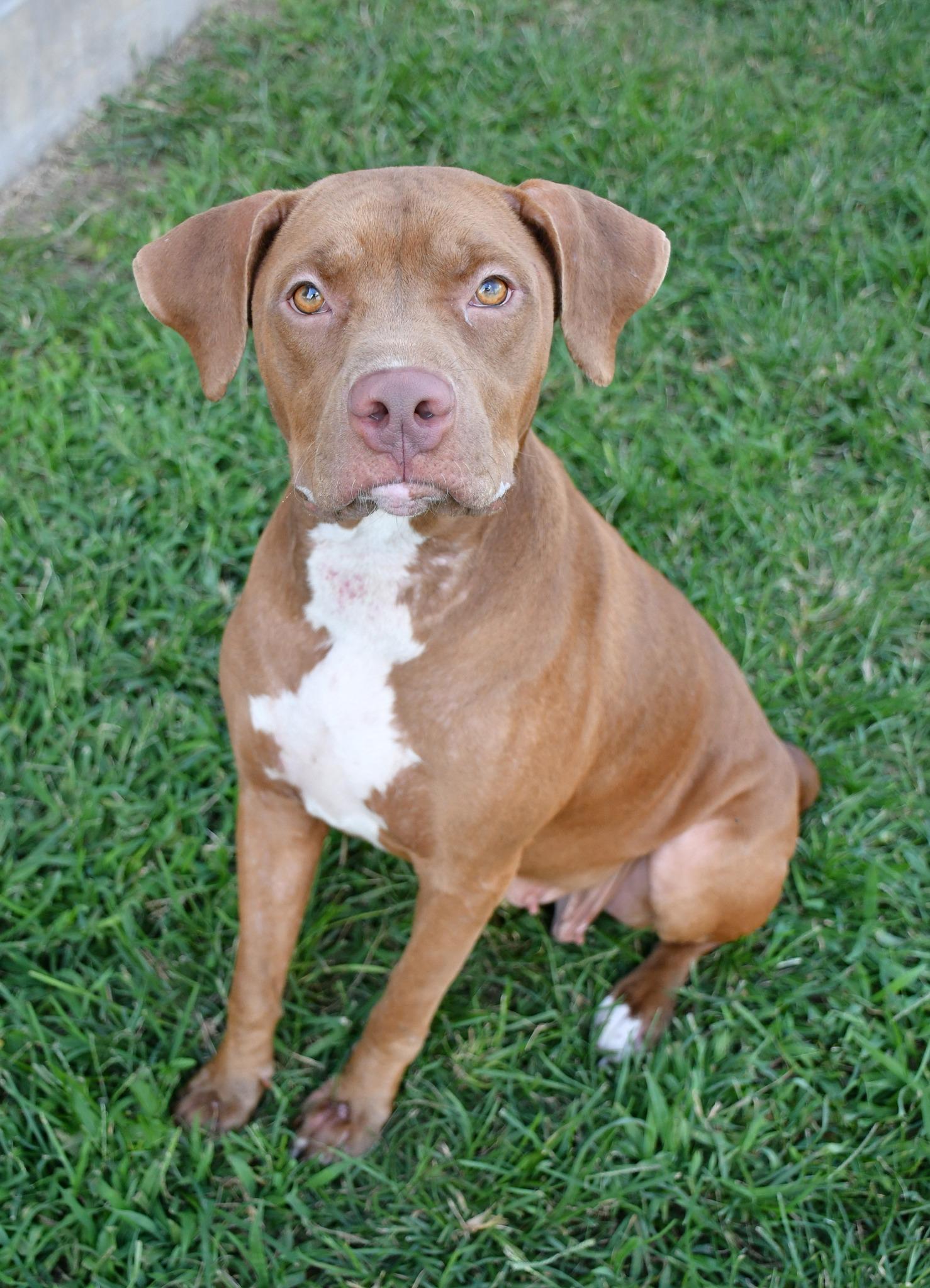 Autumn **Courtesy Post. Out of town pet. See below for details**