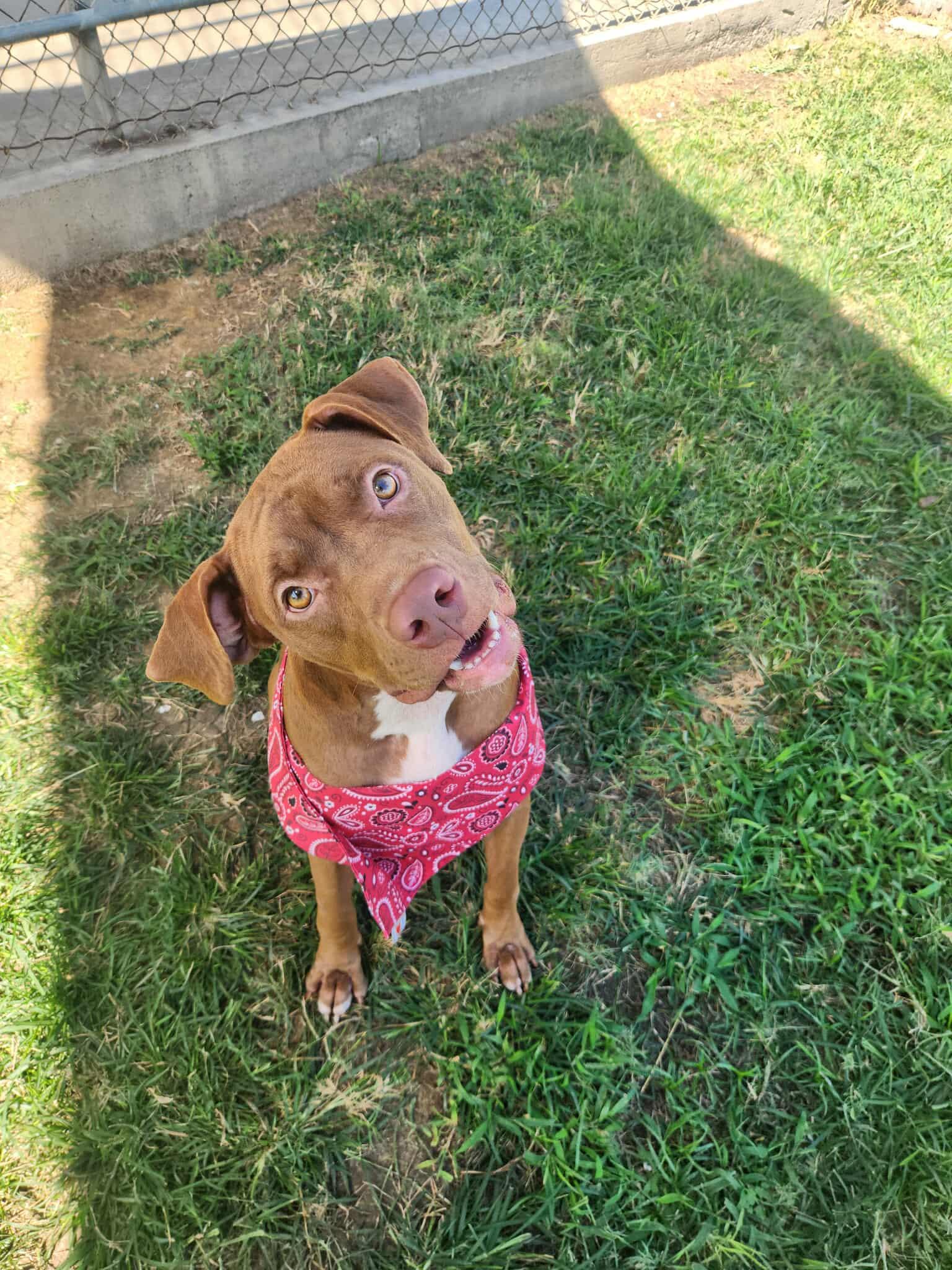 Autumn **Courtesy Post. Out of town pet. See below for details**