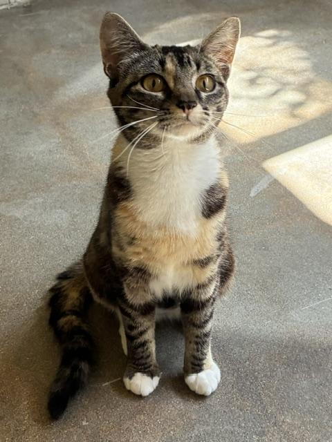 Enlarge Sophie, an adopted mixed breed in Canoga Park, CA image 2/3