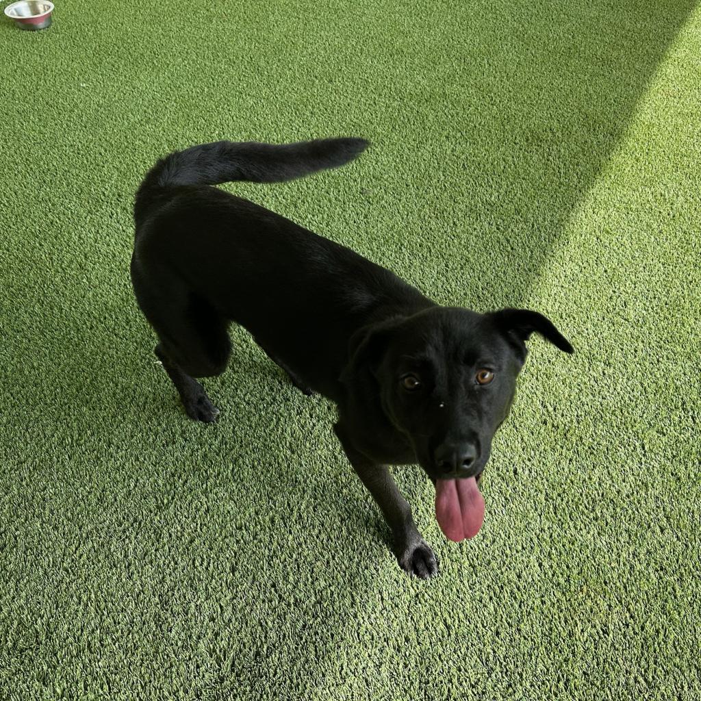 Enlarge Miley, a Adoptable Black Labrador Retriever in Chicago, IL image 4/5