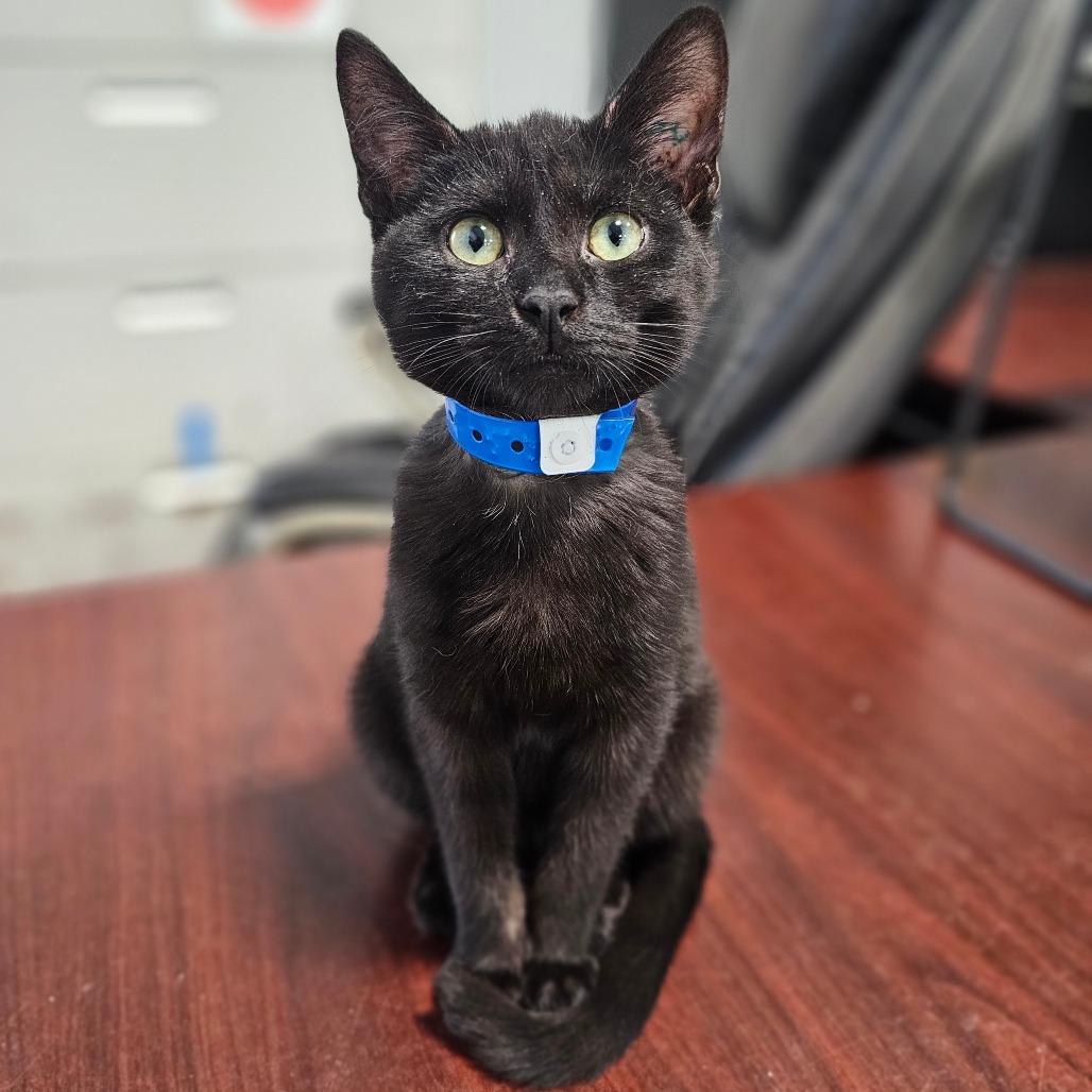 Felix, Adoptable, Kitten Male Domestic Short Hair.