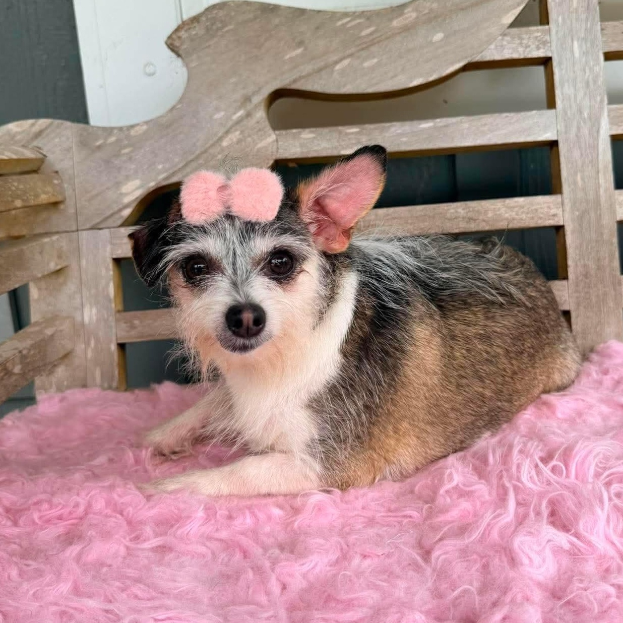 Nola Mae, Adoptable, Adult Female Chihuahua & Yorkshire Terrier.