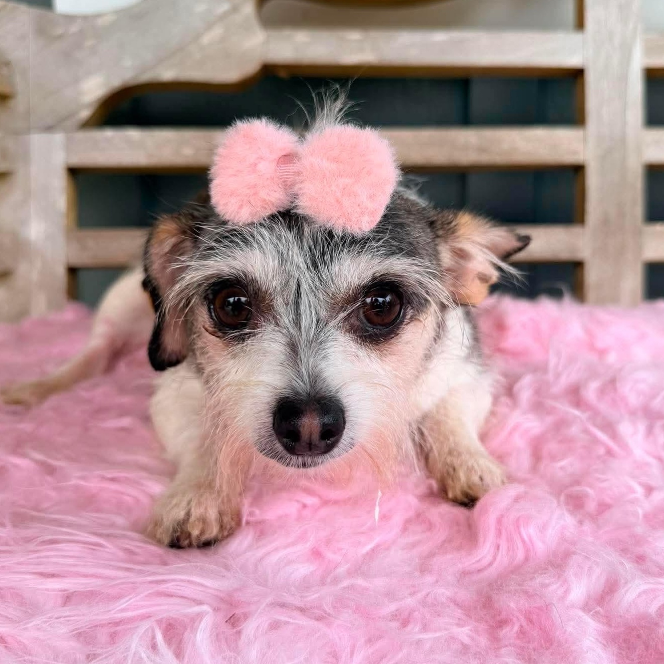 Nola Mae, a Adoptable mixed breed in Waterford, MI image 5/6