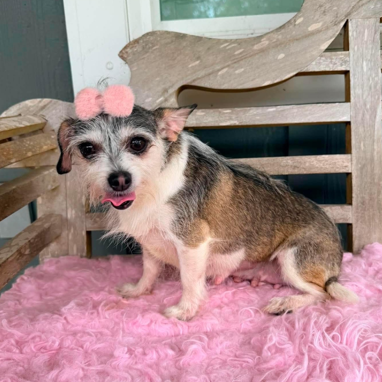 Nola Mae, a Adoptable mixed breed in Waterford, MI image 4/6