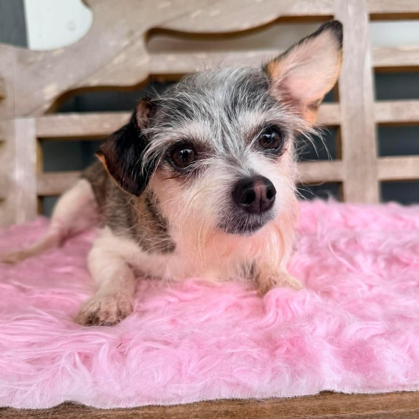Nola Mae, a Adoptable mixed breed in Waterford, MI image 2/6