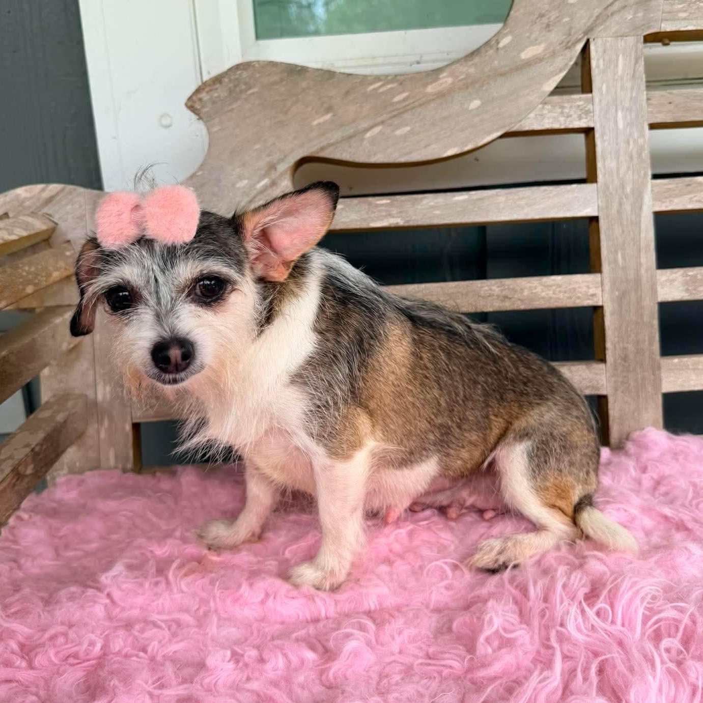 Nola Mae, a Adoptable mixed breed in Waterford, MI image 6/6