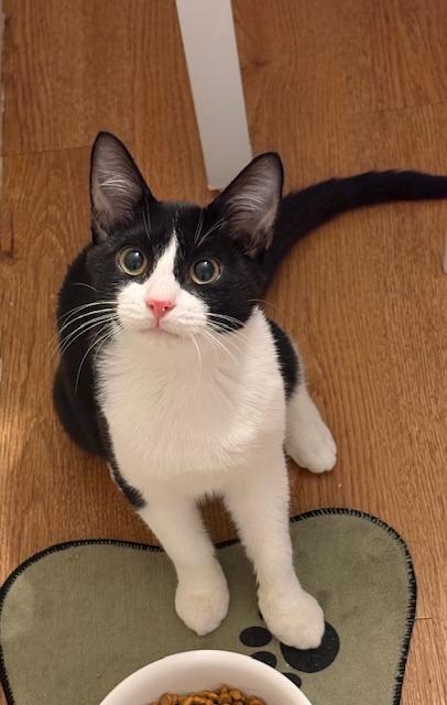 Monkey, Adopted, Young Male Domestic Short Hair.