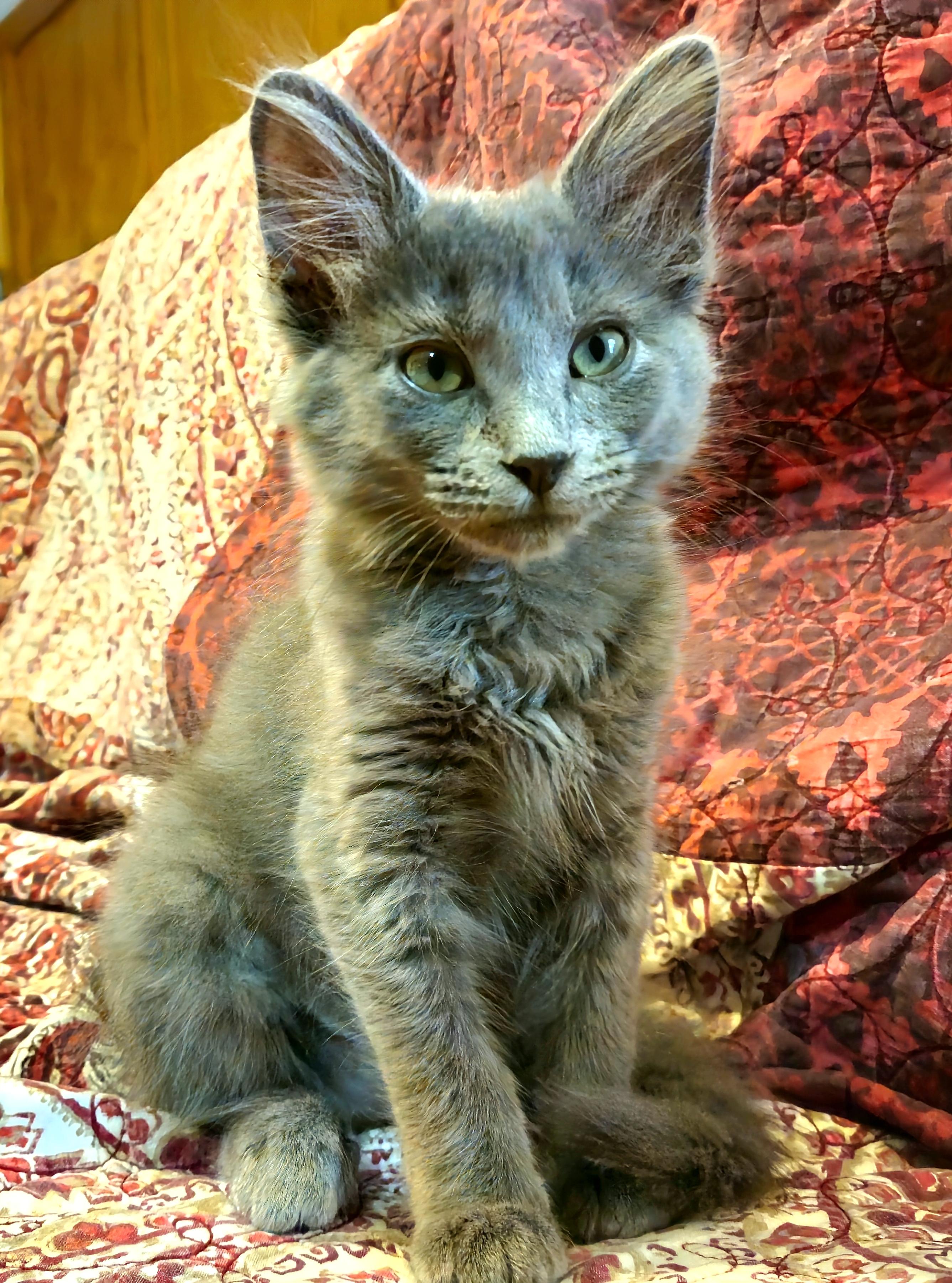 Poppy "Russian Blue Princess ", Adopted, Kitten Female Russian Blue.