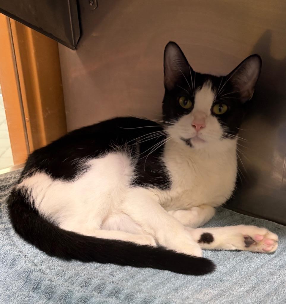 Serena, Adoptable, Young Female Domestic Short Hair.