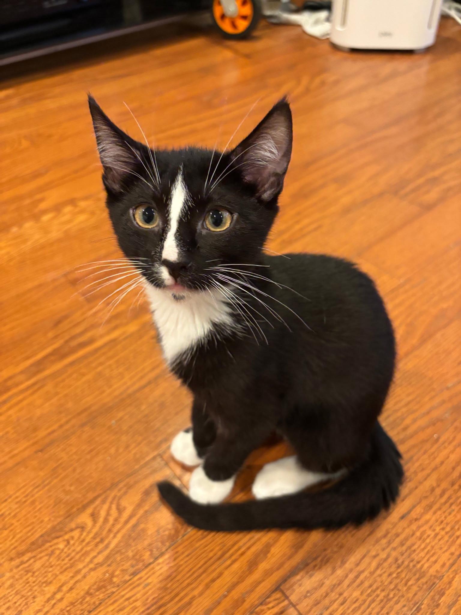 Enlarge Mr Fantastic, a Adoptable Domestic Short Hair in Mission Viejo, CA image 1/1