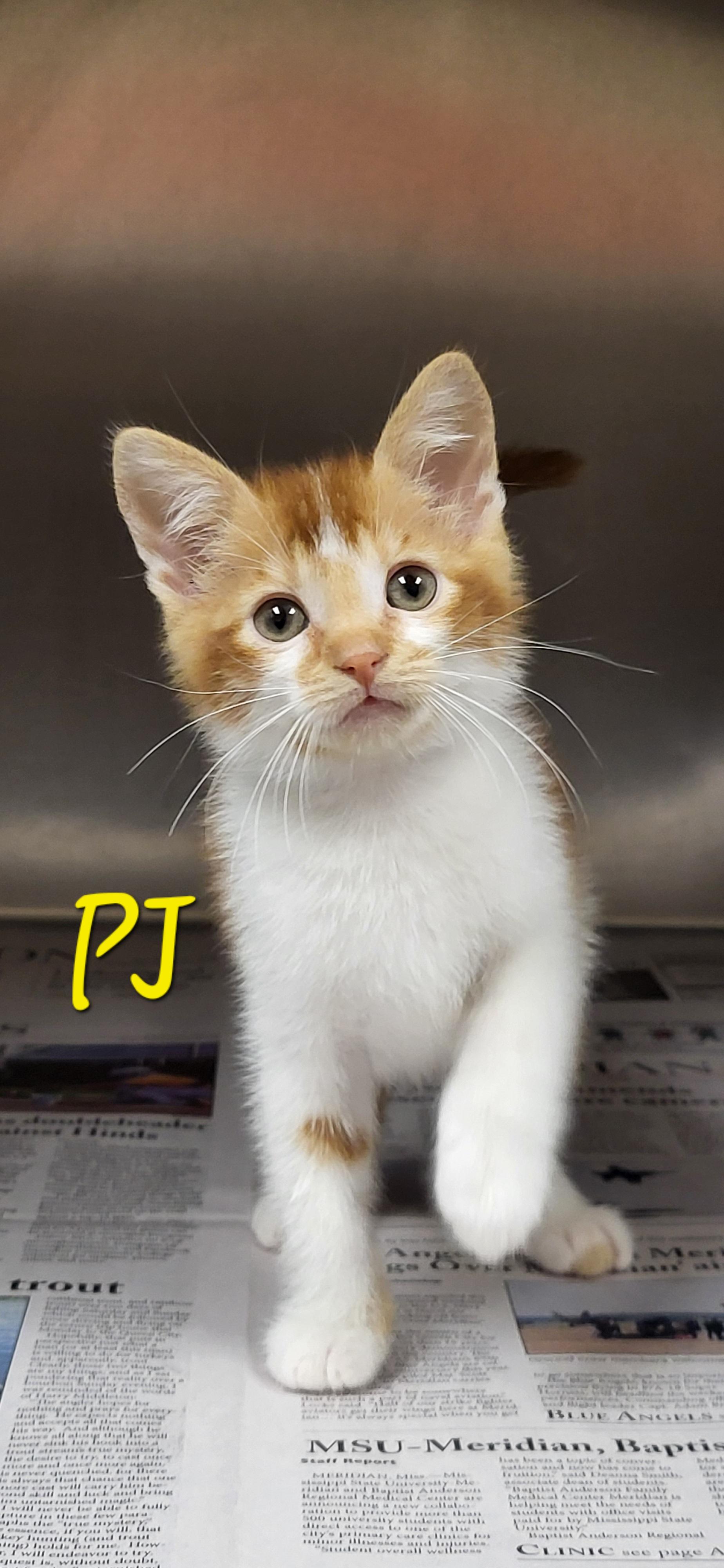 Enlarge PJ, an adopted Domestic Short Hair in Meridian , MS image 1/1