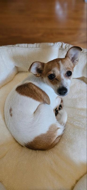 Sunny, Adopted, Adult Female Chihuahua & Rat Terrier.