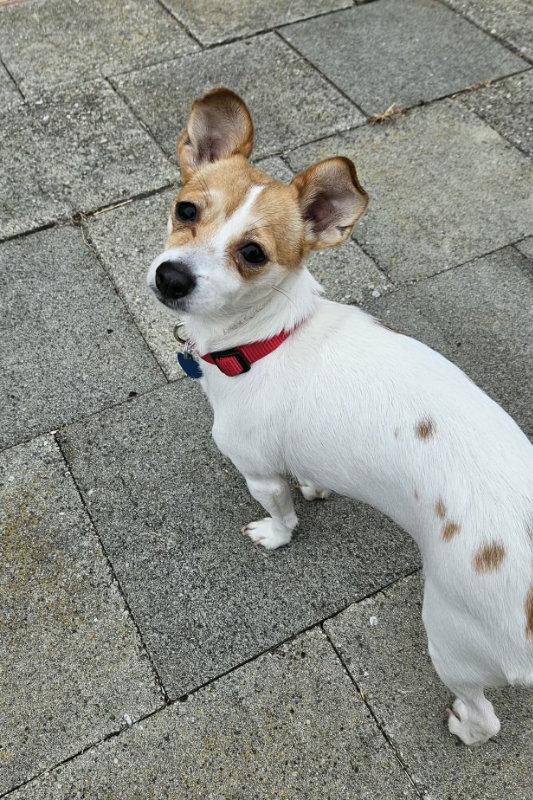 Enlarge Sunny, a Adopted mixed breed in San Francisco, CA image 2/3