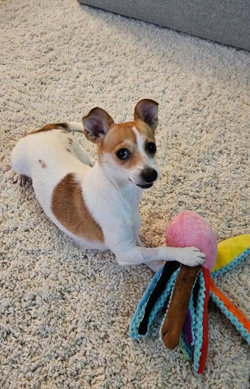 Enlarge Sunny, a Adopted mixed breed in San Francisco, CA image 3/3