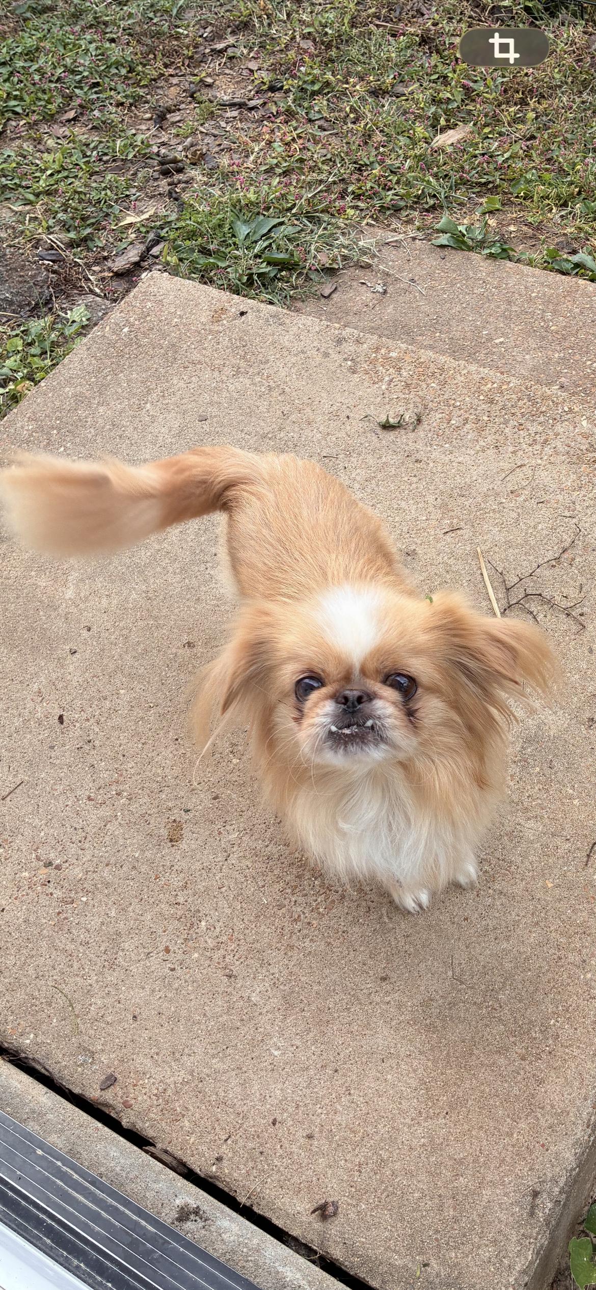 Cheeto, Adoptable, Adult Female Pekingese.