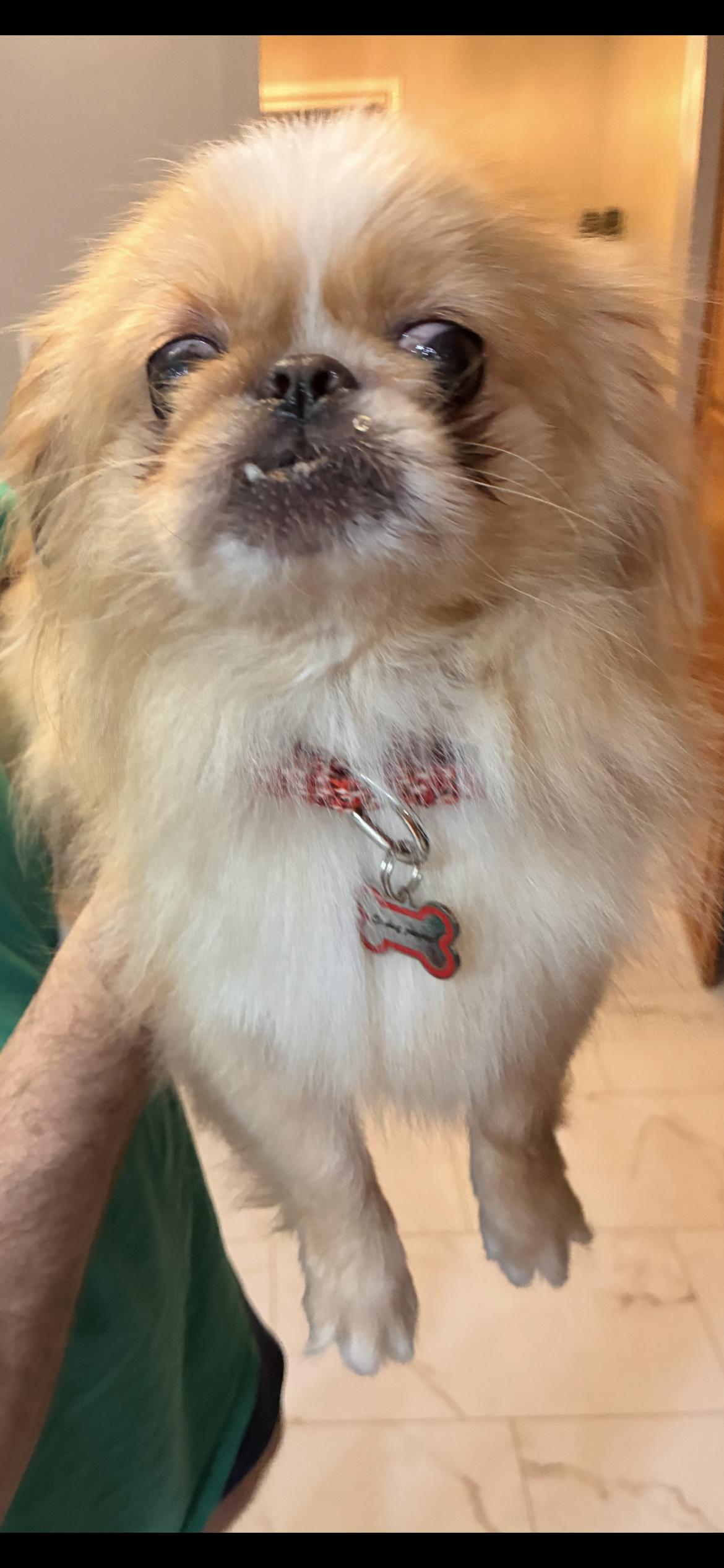Enlarge Cheeto, a Adoptable Pekingese in Saint Louis, MO image 2/2