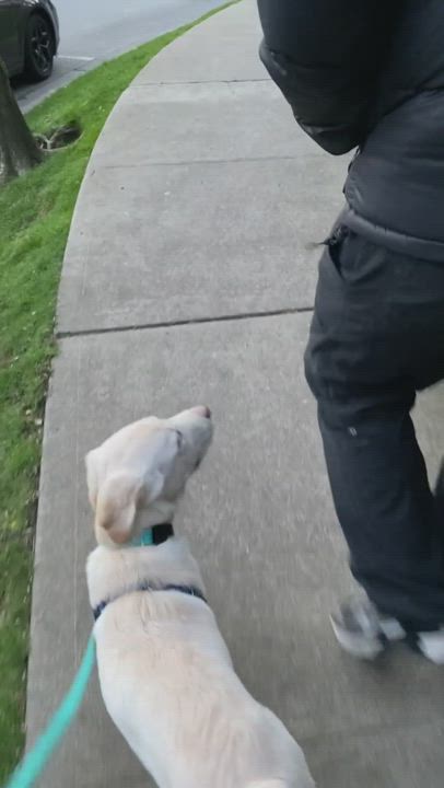 Enlarge Charles, a Adopted mixed breed in Sammamish, WA video 5/9