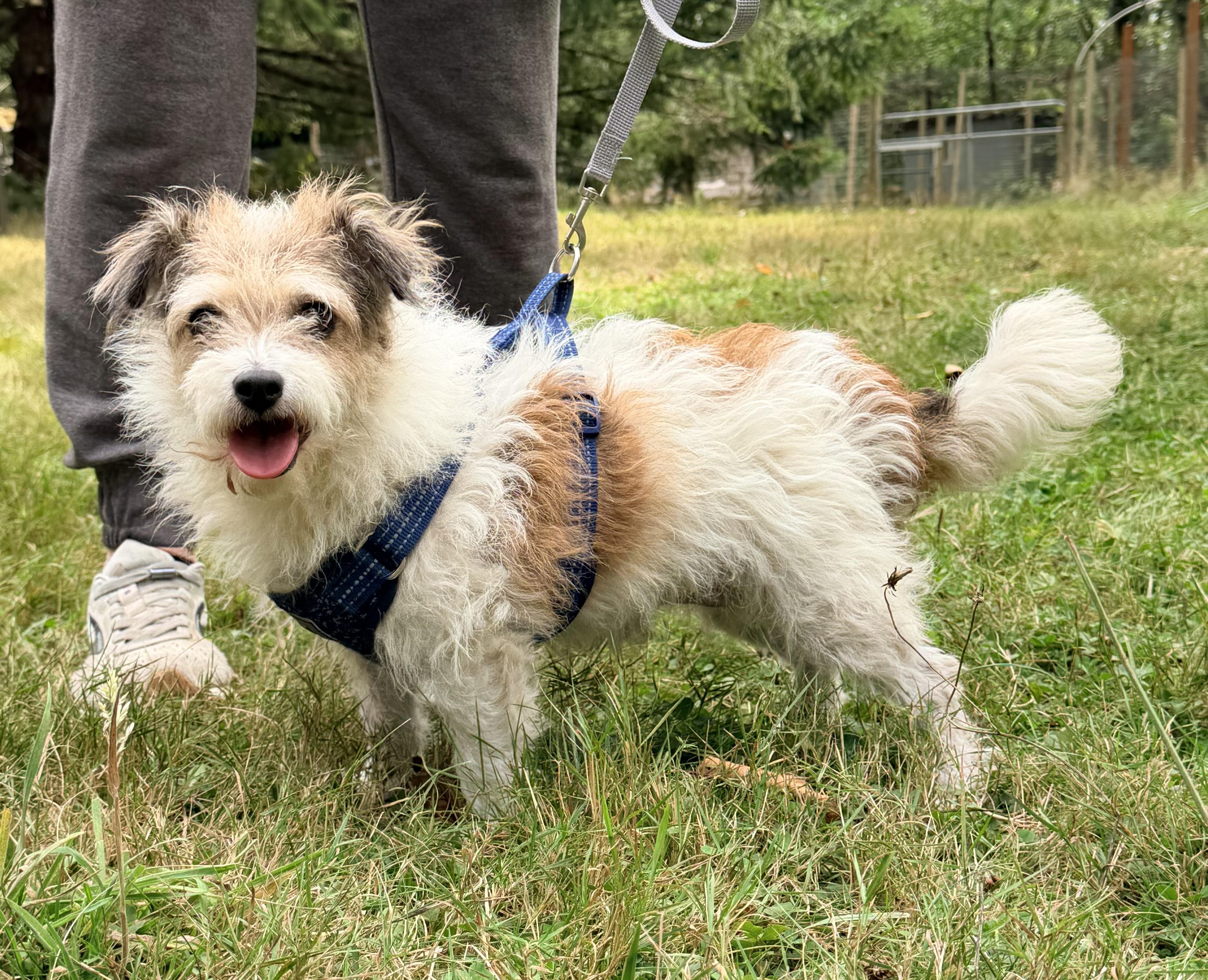 WULLIBERT, Adoptable, Adult Male Terrier.