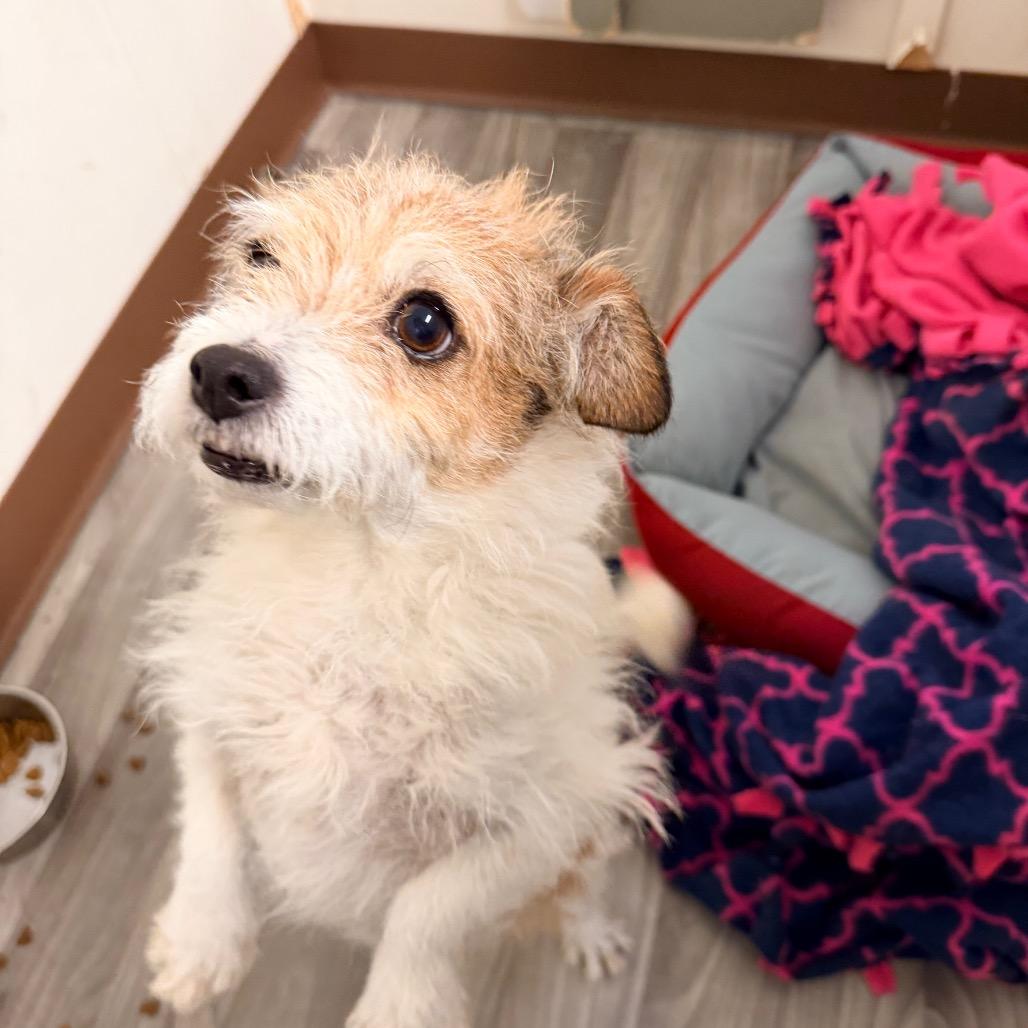 Enlarge WULLIBERT, a Adoptable mixed breed in Graham, WA image 4/5