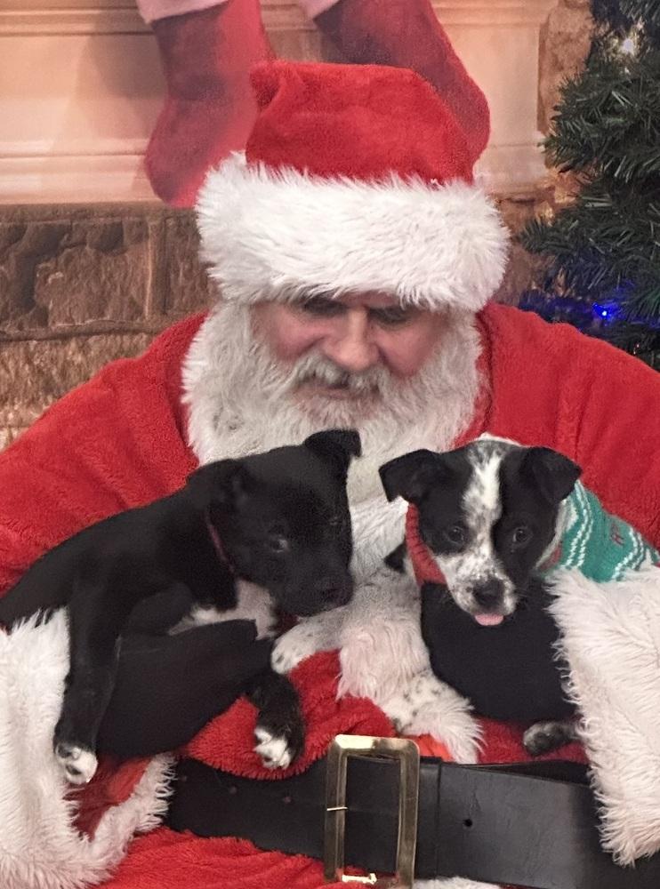 Freddy, Adoptable, Puppy Male Australian Shepherd & American Bully.