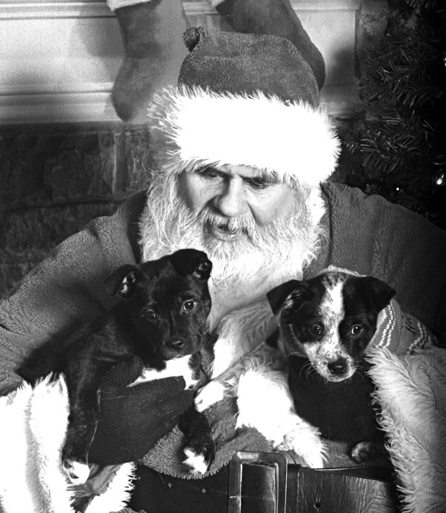 Enlarge Freddy, a Adoptable mixed breed in Syracuse, NY image 2/6