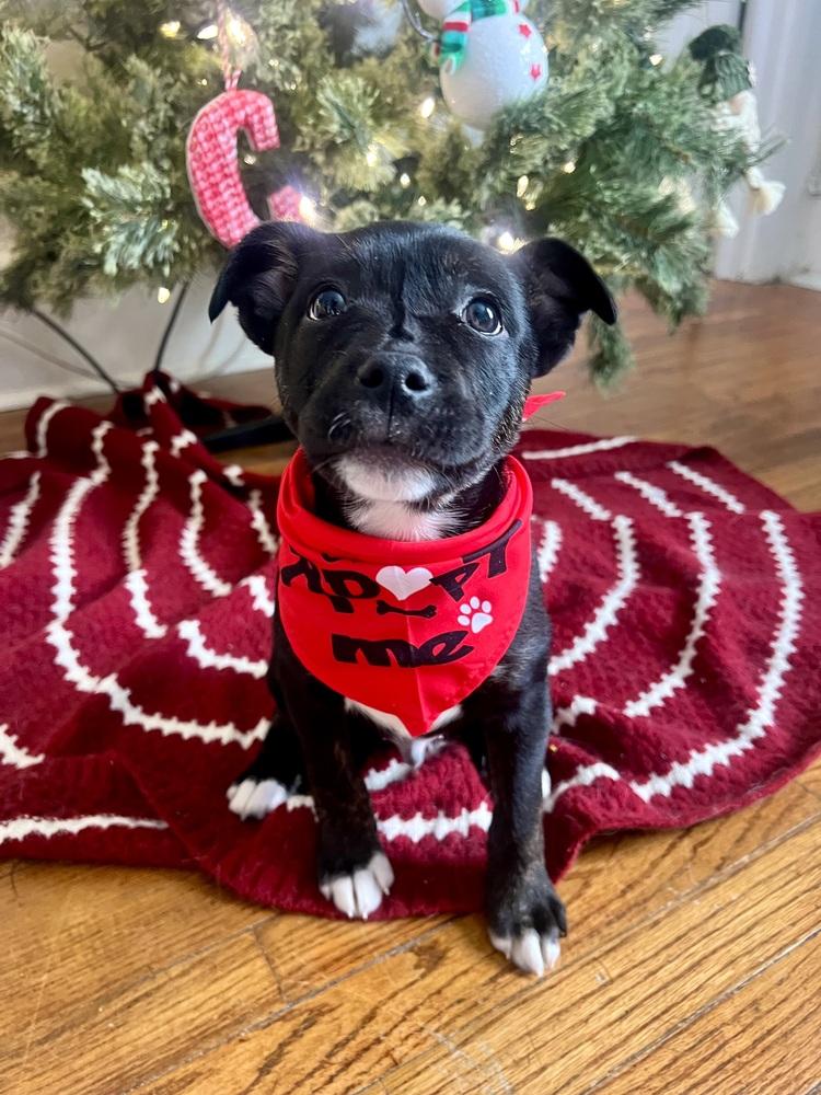 Enlarge Freddy, a Adoptable mixed breed in Syracuse, NY image 3/6