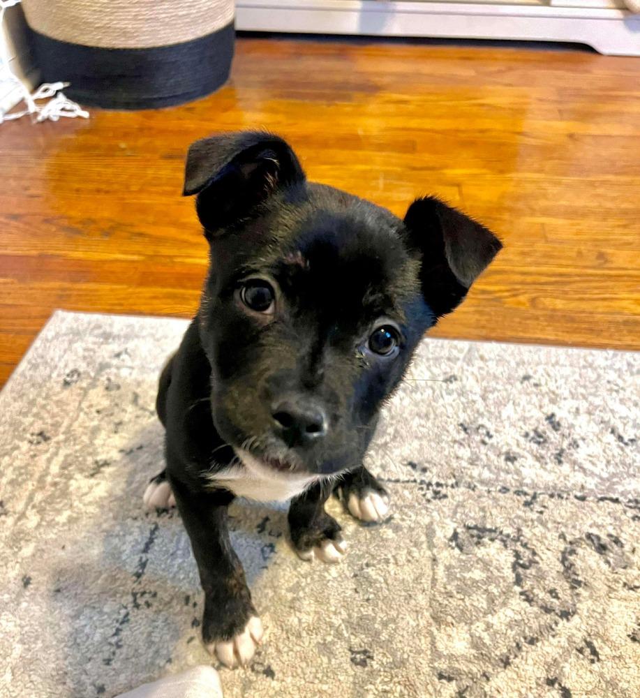 Enlarge Freddy, a Adoptable mixed breed in Syracuse, NY image 4/6